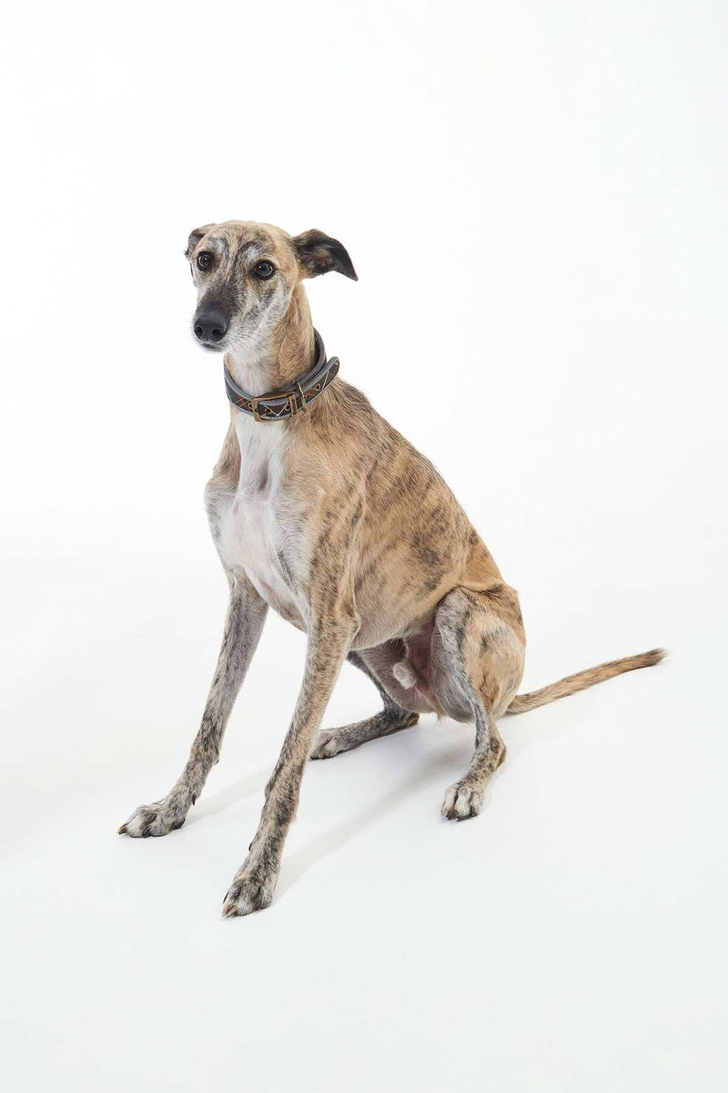 Collare Comfort Lurcher