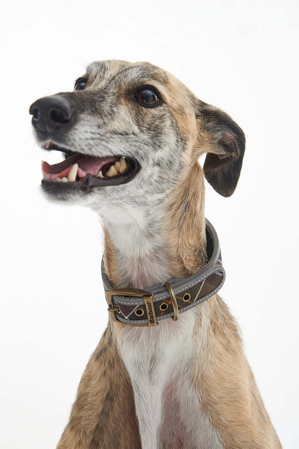 Comfort Lurcher Collar